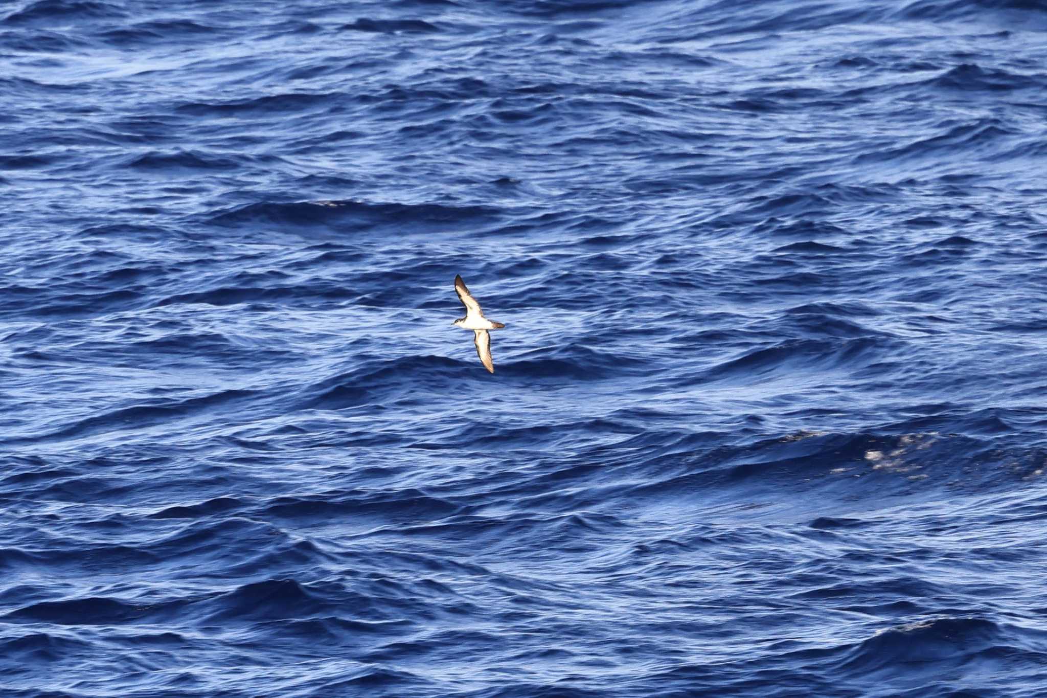 Photo of Bannerman's Shearwater at 小笠原諸島航路 by マイク