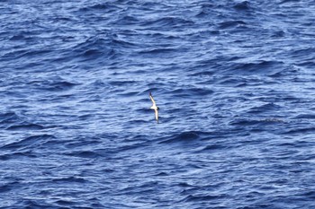 Bannerman's Shearwater