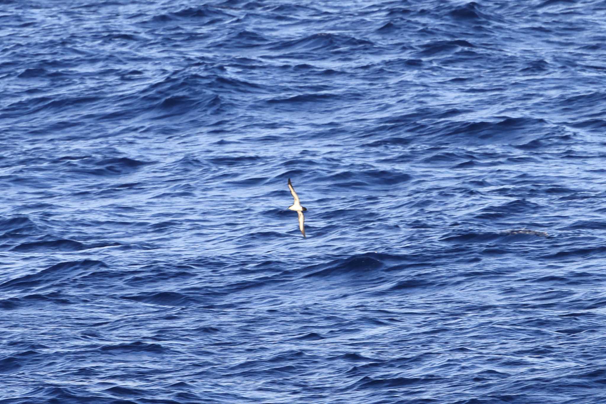 Photo of Bannerman's Shearwater at 小笠原諸島航路 by マイク