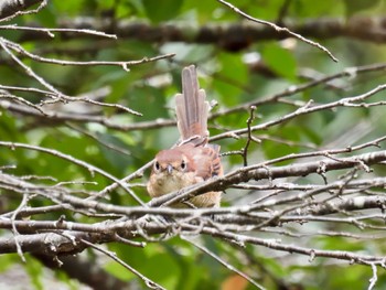 Bull-headed Shrike 赤城山 Sun, 8/27/2023