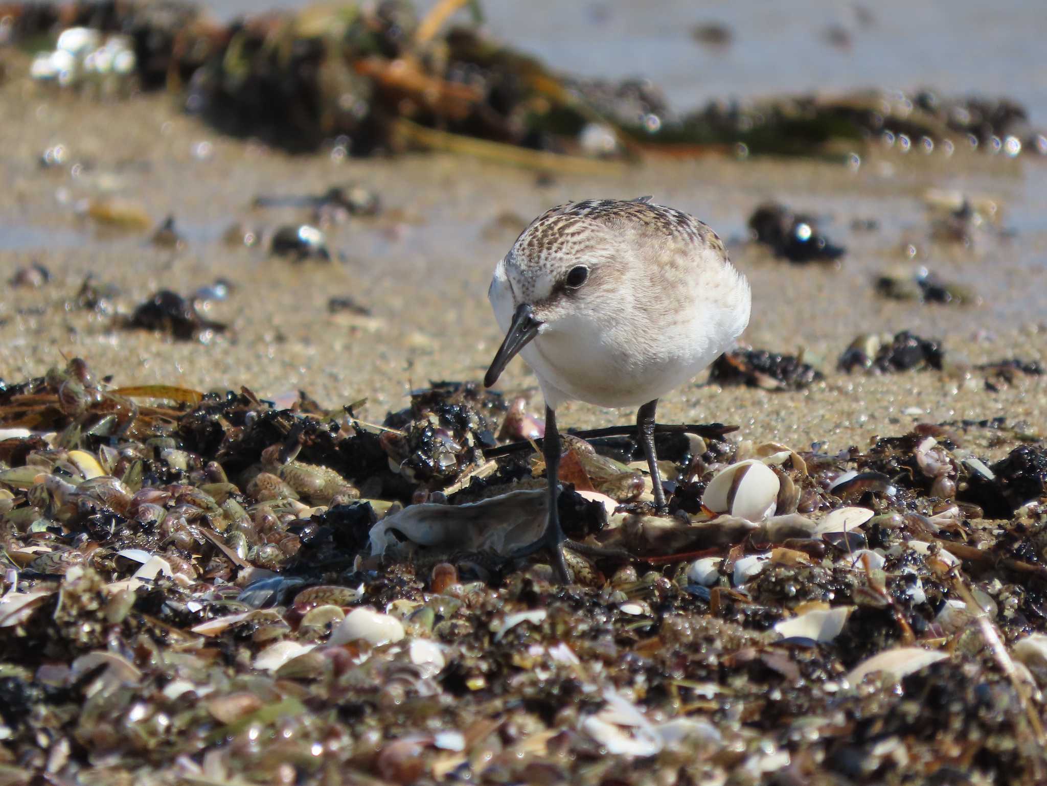 Red-necked Stint