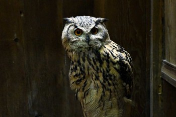 Eurasian Eagle-Owl Unknown Spots Fri, 8/25/2023