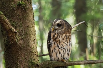 Mottled Owl