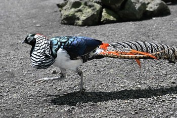 Lady Amherst's Pheasant