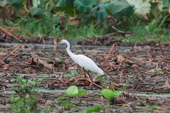 Medium Egret Unknown Spots Thu, 8/30/2018