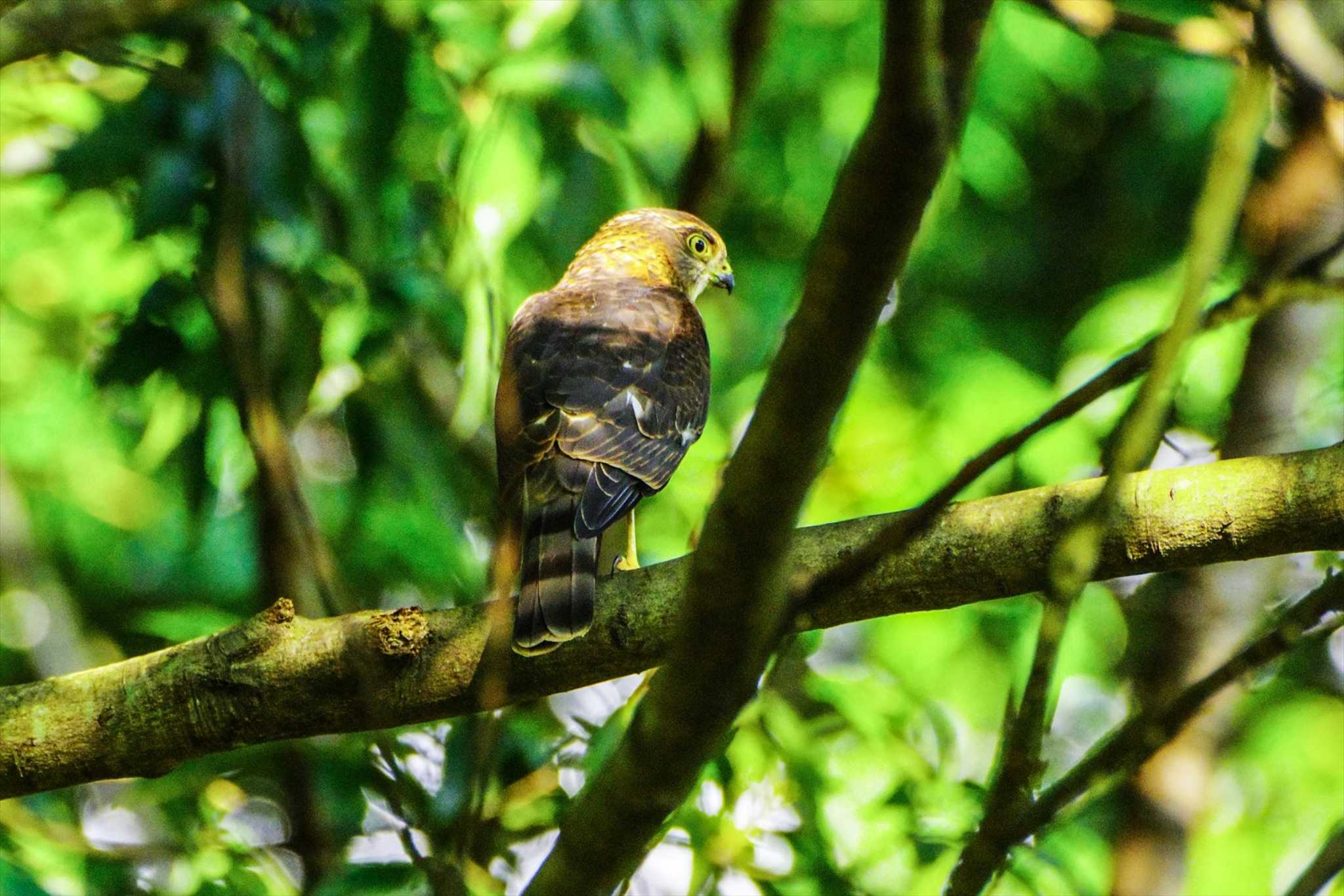 Japanese Sparrowhawk