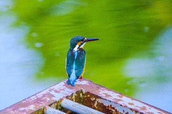 2023年8月18日(金) 厚木つつじの丘公園の野鳥観察記録