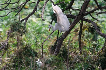 チュウサギ 場所が不明 2018年8月30日(木)