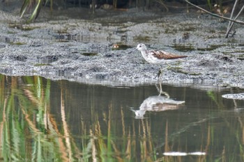 Sun, 8/27/2023 Birding report at 六郷橋緑地