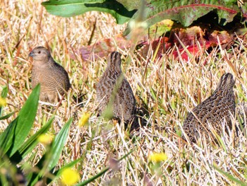 ヌマウズラ Richmond Lowlands, NSW, Australia 2023年8月20日(日)