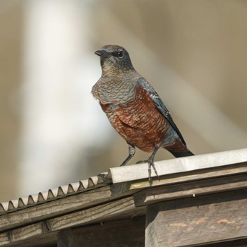 Blue Rock Thrush 横須賀市鴨居 Wed, 8/30/2023