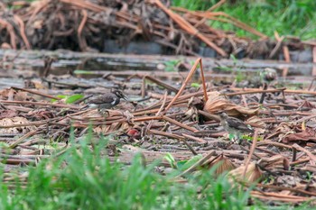 White-cheeked Starling Unknown Spots Thu, 8/30/2018