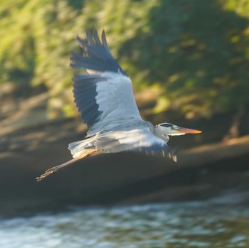 Grey Heron 観音崎公園 Wed, 8/30/2023