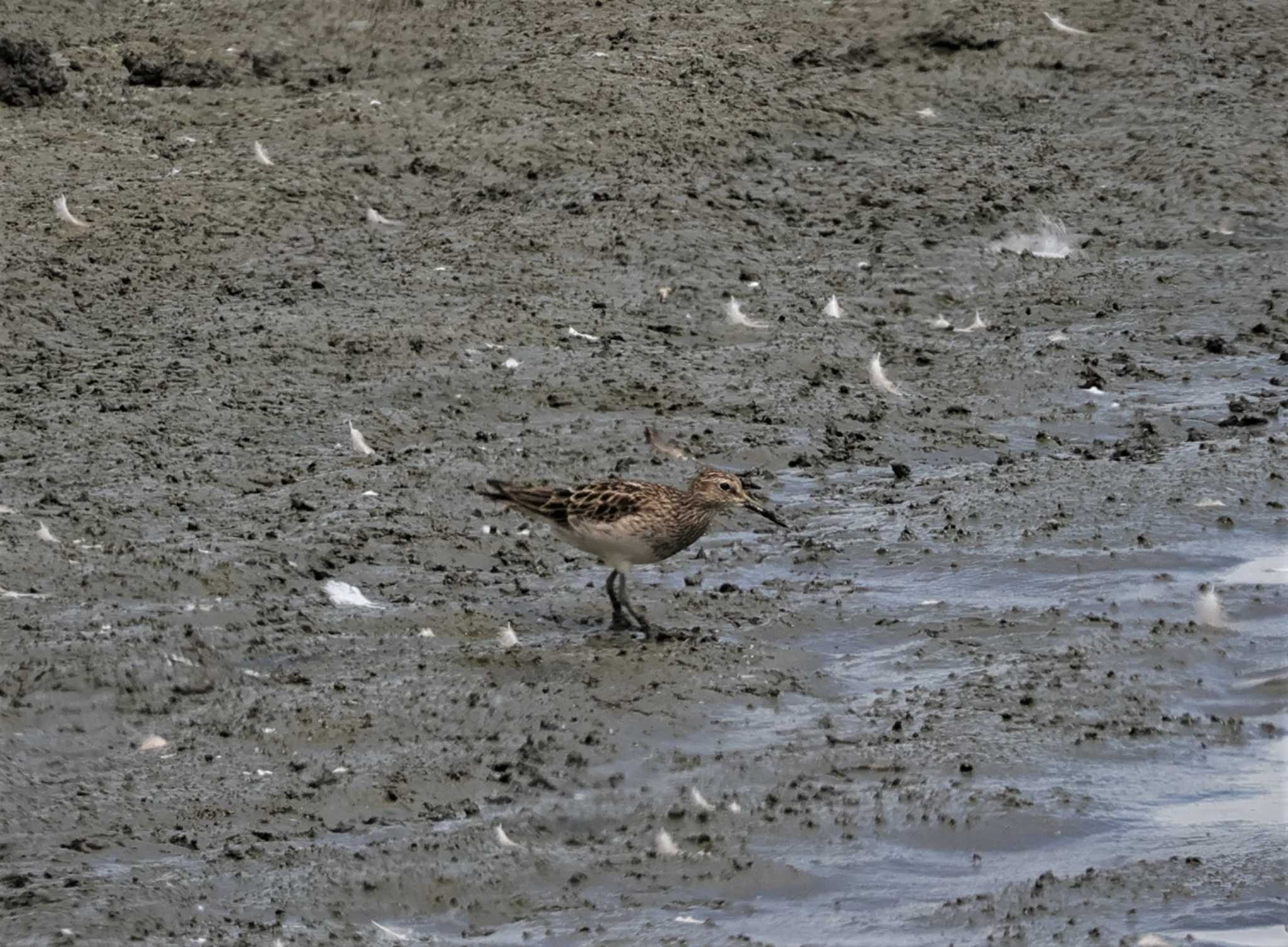 Photo of Pectoral Sandpiper at 東京都 by taiga