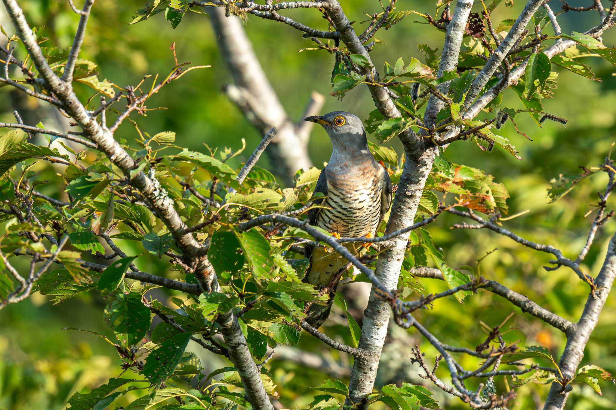 Photo of Oriental Cuckoo at 宮ケ瀬湖 by Tosh@Bird