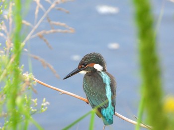 Common Kingfisher 東京都世田谷区 Wed, 8/30/2023