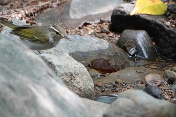 Eastern Crowned Warbler 和歌山市 Thu, 8/30/2018