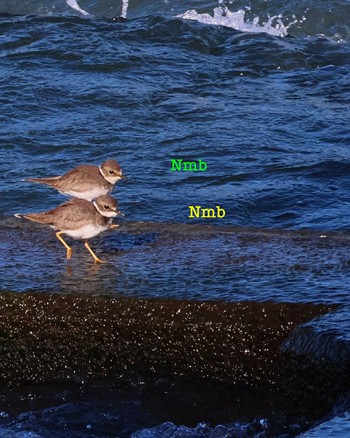 Long-billed Plover Unknown Spots Unknown Date