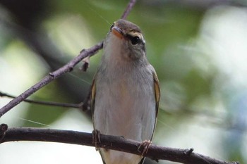 Eastern Crowned Warbler 和歌山市 Thu, 8/30/2018