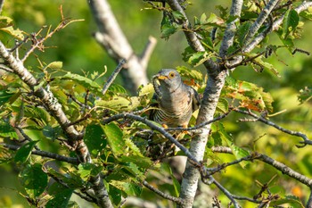 Oriental Cuckoo 宮ケ瀬湖 Wed, 8/30/2023