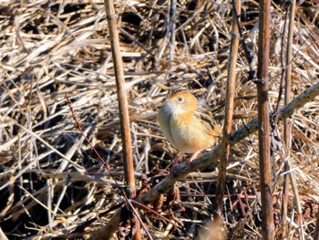 Golden-headed Cisticola Richmond Lowlands, NSW, Australia Sun, 8/20/2023