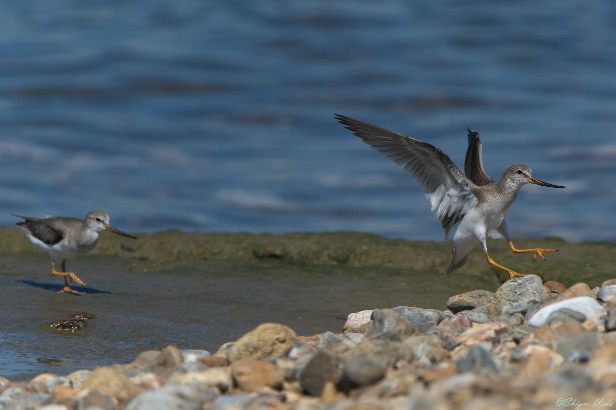 Photo of Terek Sandpiper at 明石市 by 禽好き