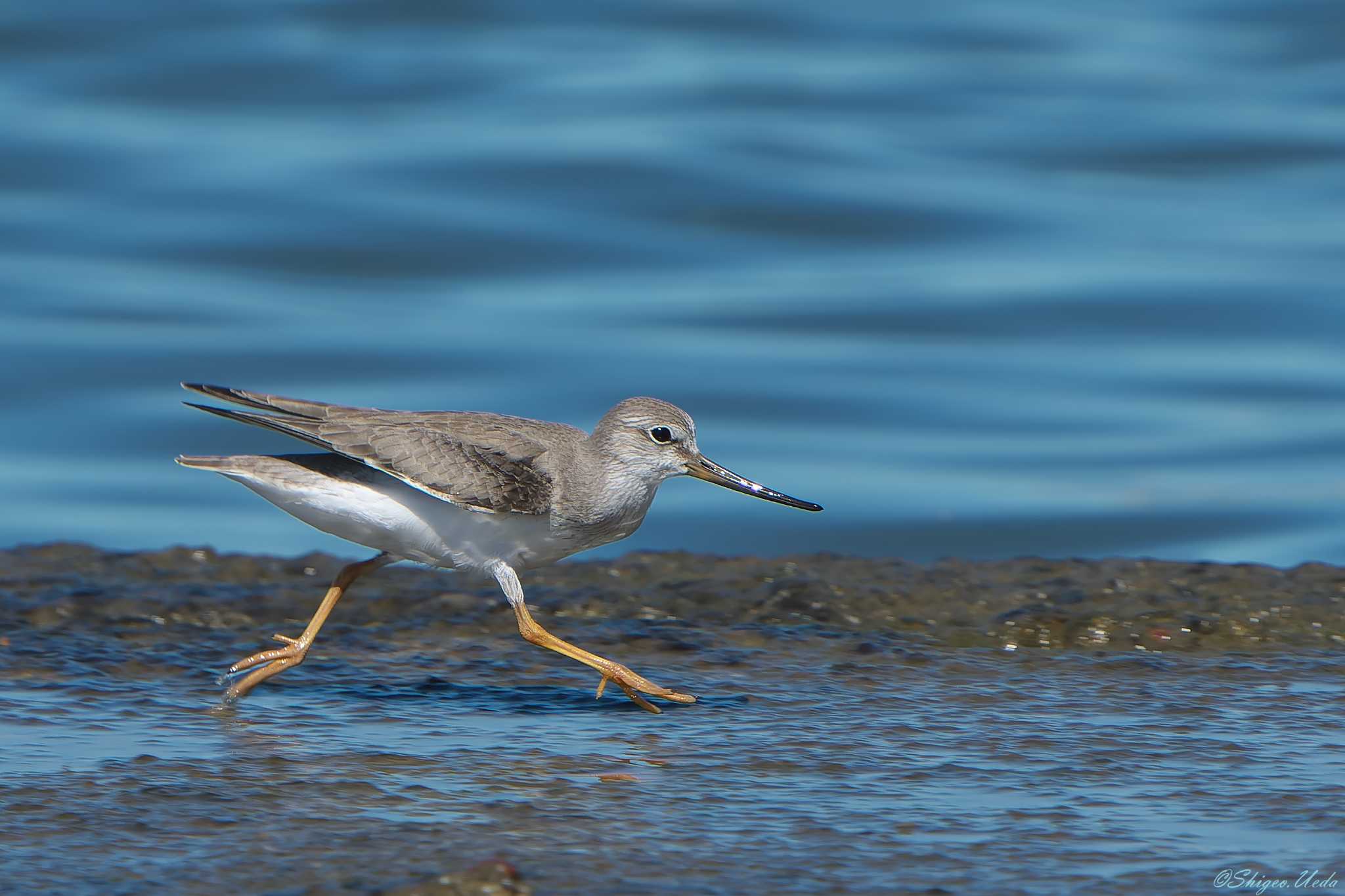 Photo of Terek Sandpiper at 明石市 by 禽好き