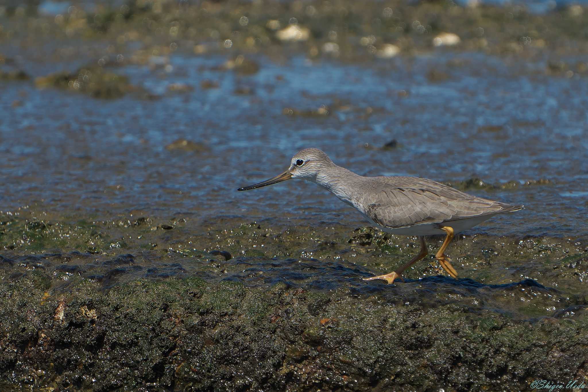 Photo of Terek Sandpiper at 明石市 by 禽好き