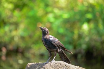 ハシブトガラス 岩槻城址公園 2015年9月4日(金)