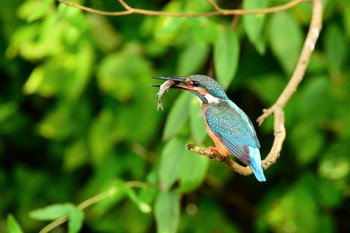 Common Kingfisher 岩槻城址公園 Sat, 9/5/2015