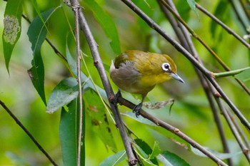 2023年8月30日(水) 大泉緑地の野鳥観察記録