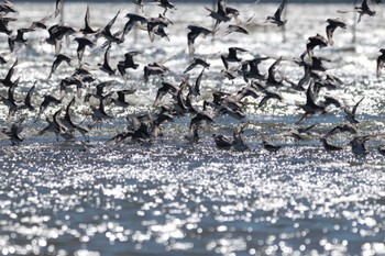 2023年8月29日(火) ふなばし三番瀬海浜公園の野鳥観察記録