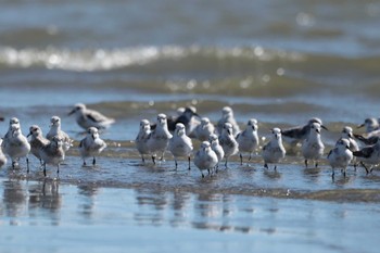 ミユビシギ ふなばし三番瀬海浜公園 2023年8月29日(火)