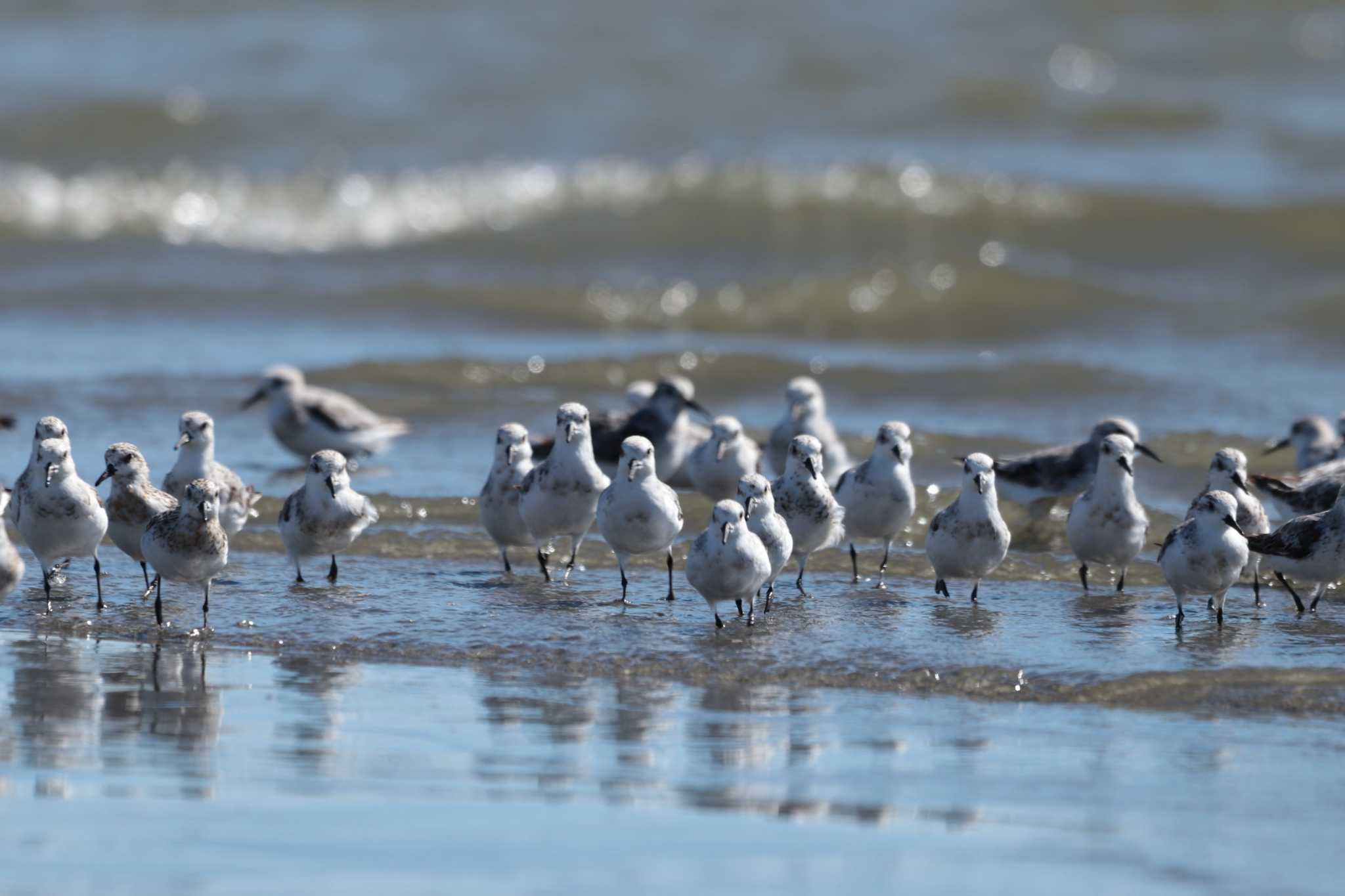 Sanderling