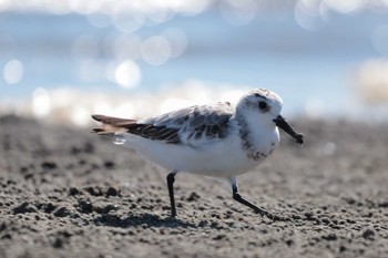 ミユビシギ ふなばし三番瀬海浜公園 2023年8月29日(火)