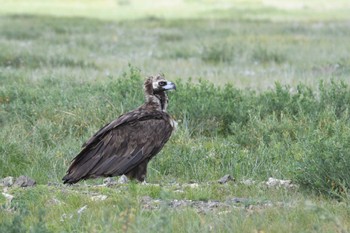 2023年8月22日(火) 中央ゴビの野鳥観察記録