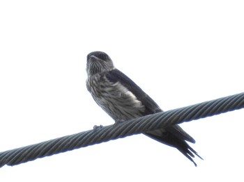 Red-rumped Swallow 淀川 Tue, 8/29/2023