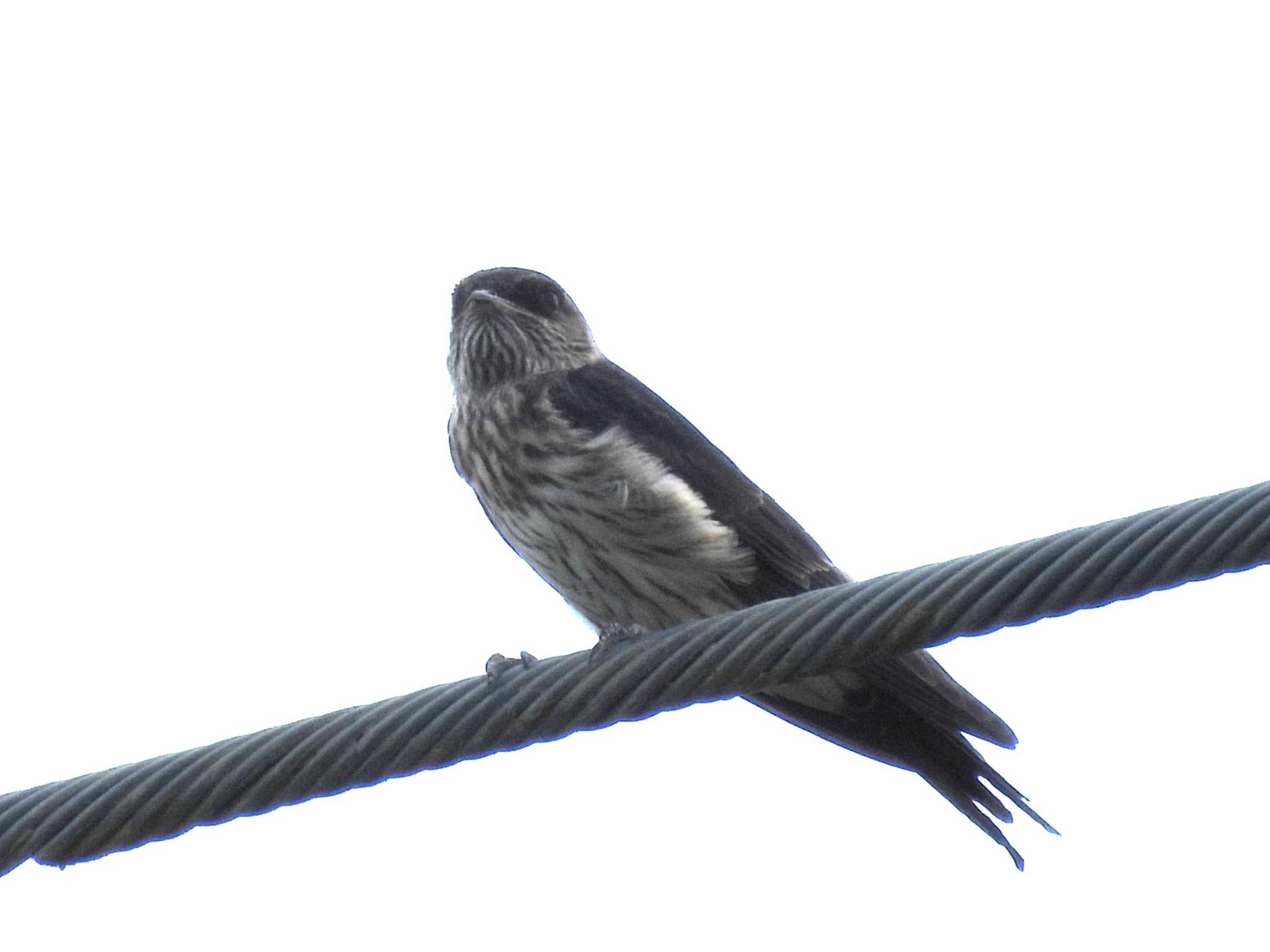 Photo of Red-rumped Swallow at 淀川 by ゆりかもめ