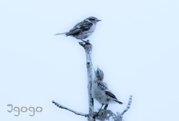 Amur Stonechat 茨戸川緑地 Tue, 8/8/2023