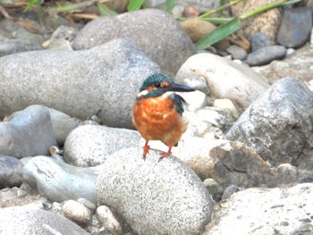 Common Kingfisher 東京都世田谷区 Wed, 8/30/2023