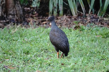 Orange-footed Scrubfowl ケアンズ Wed, 8/9/2023