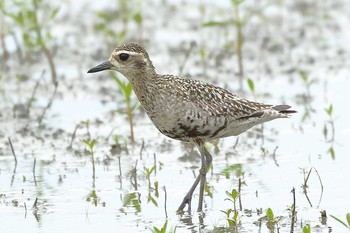 ムナグロ 場所が不明 2018年8月28日(火)