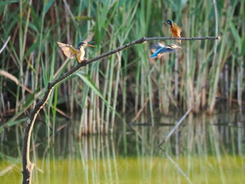 2023年8月26日(土) 白幡沼(さいたま市)の野鳥観察記録