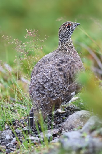 Rock Ptarmigan 乗鞍岳 Mon, 8/28/2023