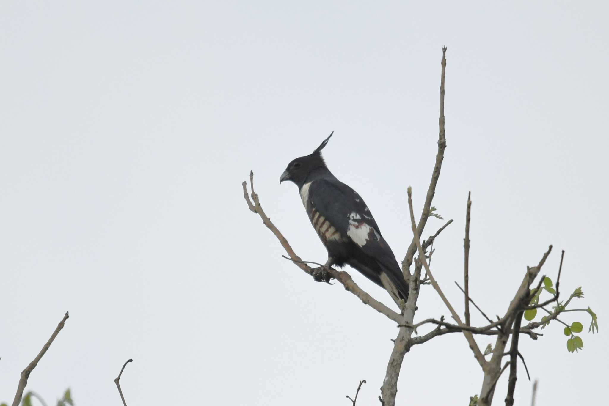 Photo of Black Baza at タイ by あひる