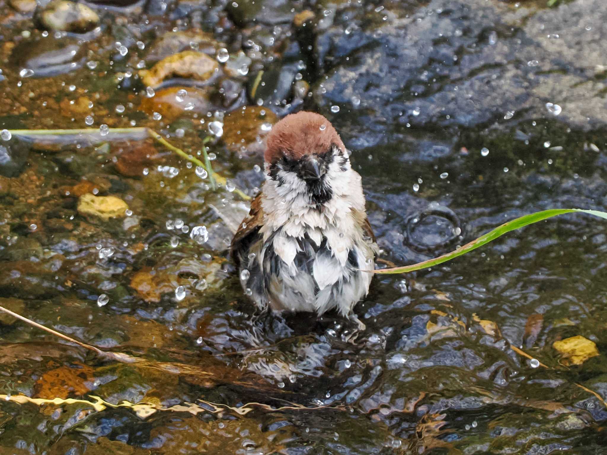 福井緑地(札幌市西区) スズメの写真 by 98_Ark (98ｱｰｸ)