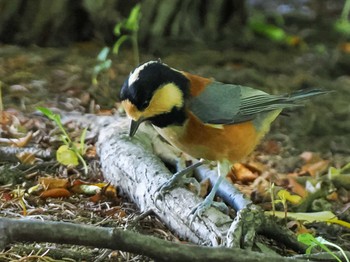 2023年8月26日(土) 福井緑地(札幌市西区)の野鳥観察記録