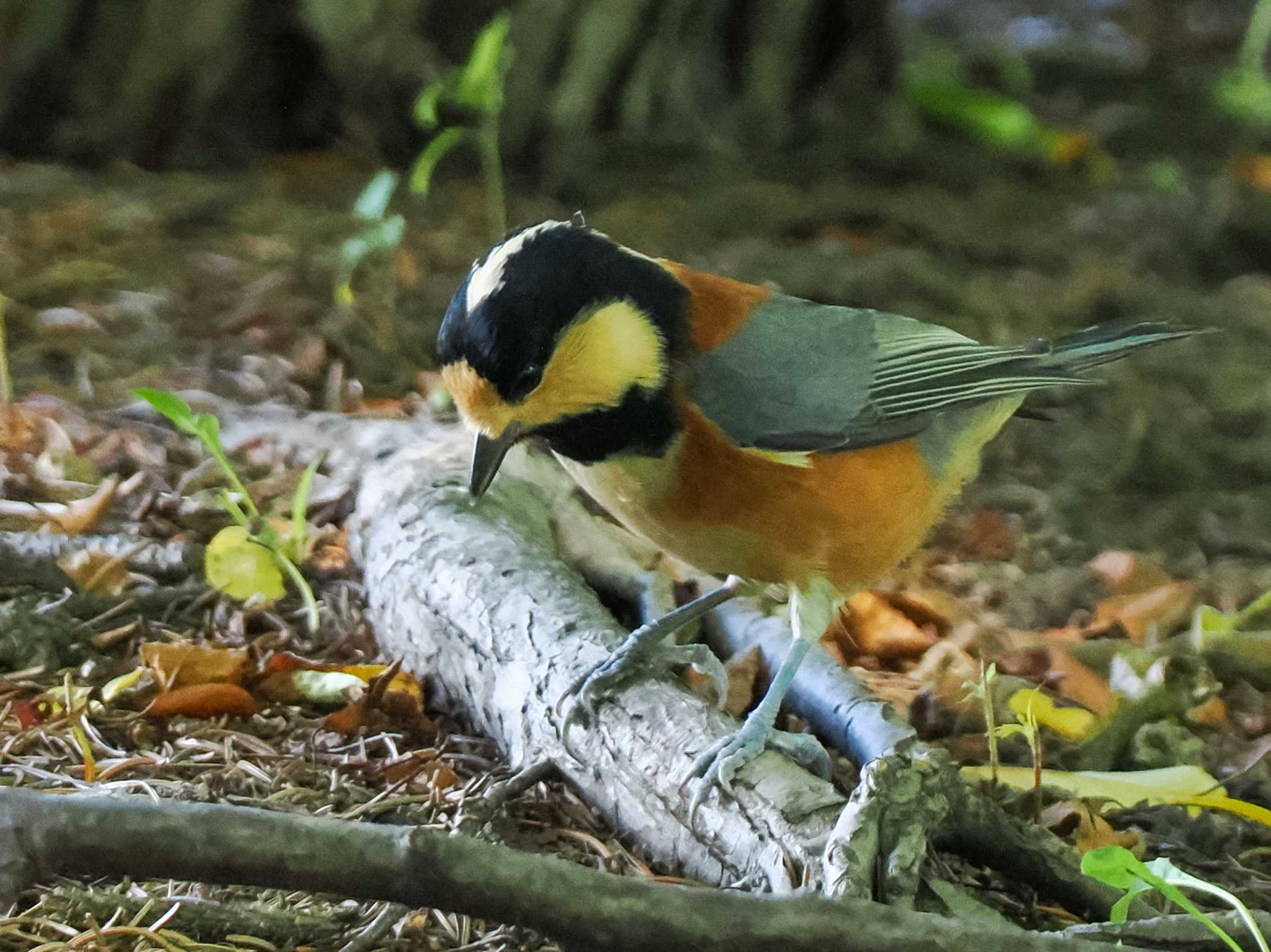 福井緑地(札幌市西区) ヤマガラの写真 by 98_Ark (98ｱｰｸ)