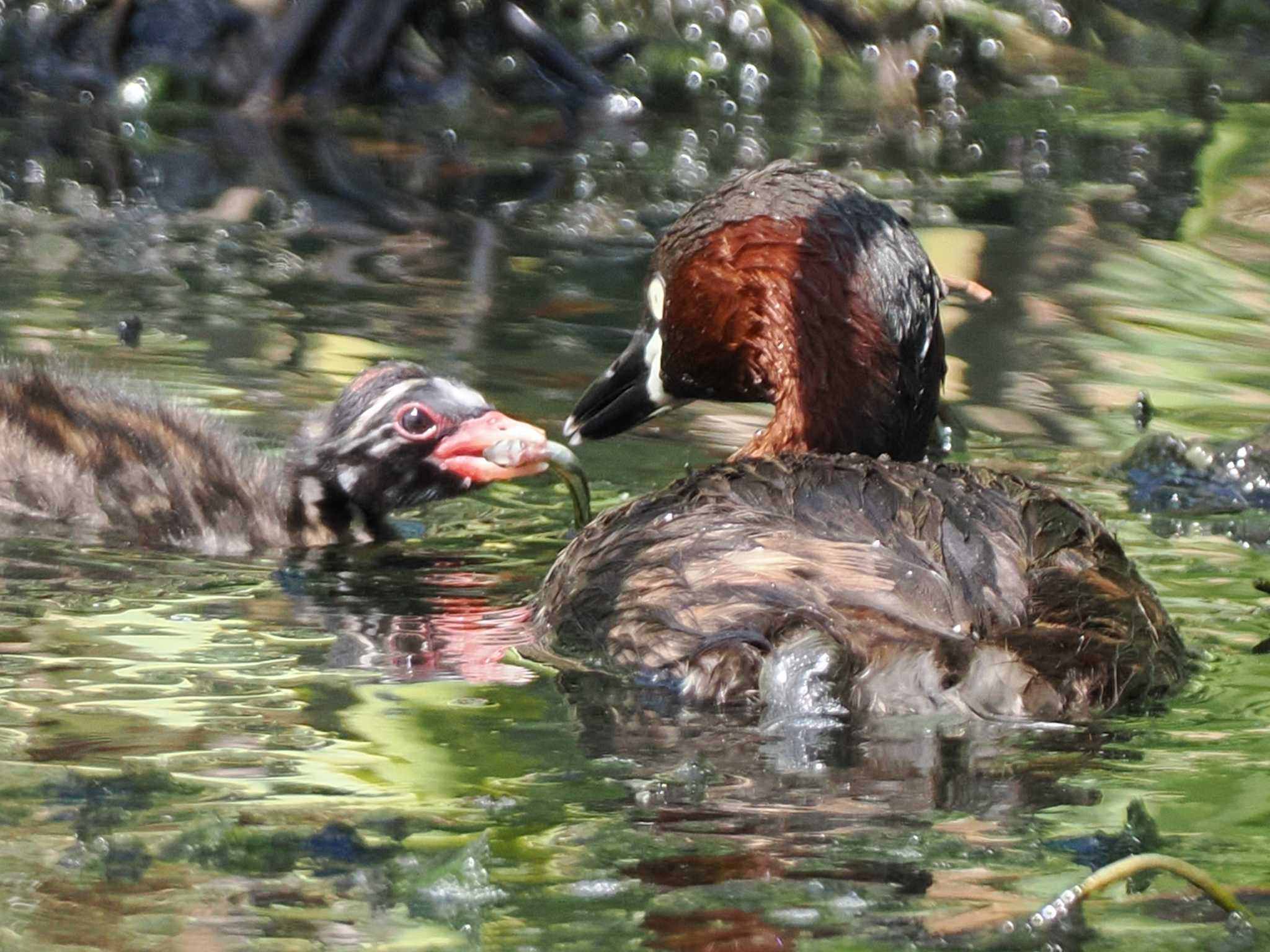 カイツブリ