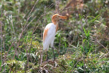 Eastern Cattle Egret Unknown Spots Thu, 8/30/2018